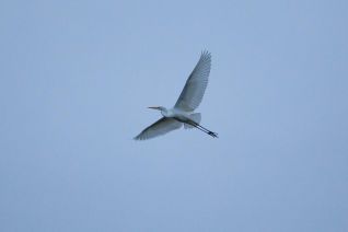 Zilver reiger