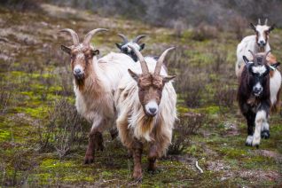 Geiten in de duinen