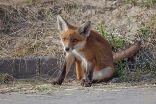 itch
