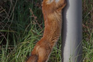 stretch