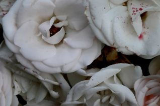 Witte rozen Villa Augustus