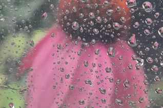 Echinacea in de regen