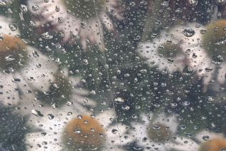 Witte Echinacea in de regen