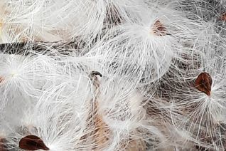 Pluis