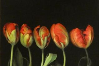 Tulpen uit Antwerpen