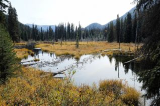 Beaver Pond