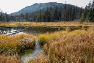 Beaver Pond