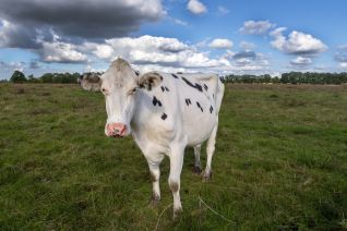 Koe in landschap