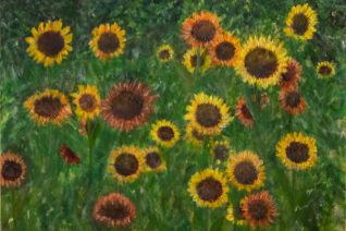 Zonnebloemen in het vrije veld