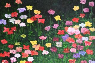 Annemonen in het licht