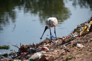 vogel eet plastic