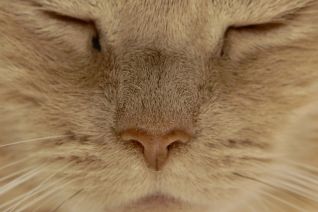 Love Cat