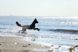 Dog at the Beach