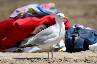Seagull and cloth