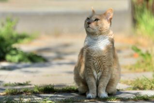 Ginger cat