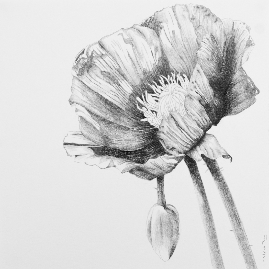 Papaver