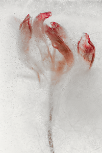 Een greep uit foto’s met een relatie met de natuur.