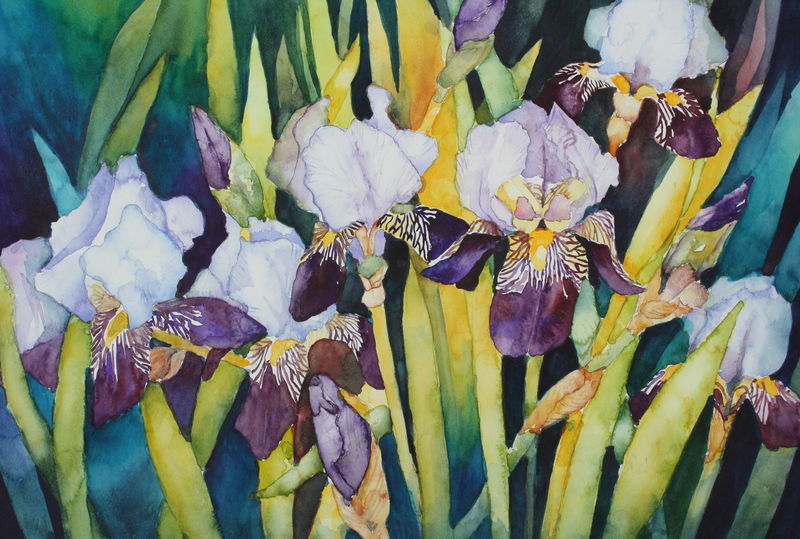 paarse iris