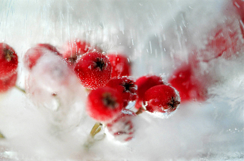 Rode bessen in ijs