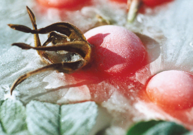 Rozenbottel in het ijs