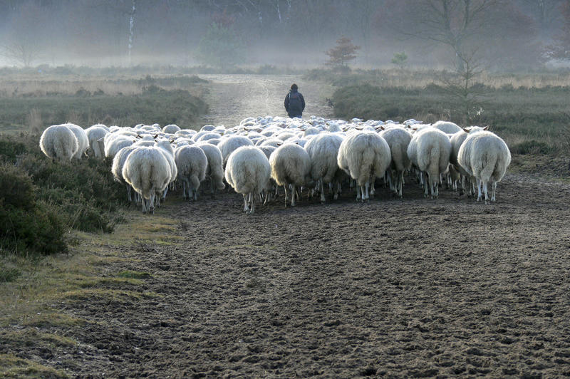 Schaapskudde op de Veluwe