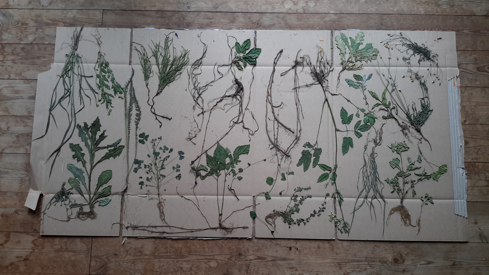 Tuinlab herbarium wortelstelsel