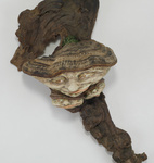 Een serie bijzondere leden van het 'Paddestoelenvolk'.