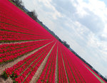 Tulpenveld rondom Vliegveld Bergen.