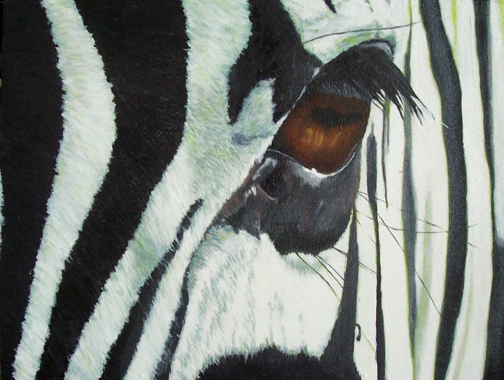 Zebra's eye