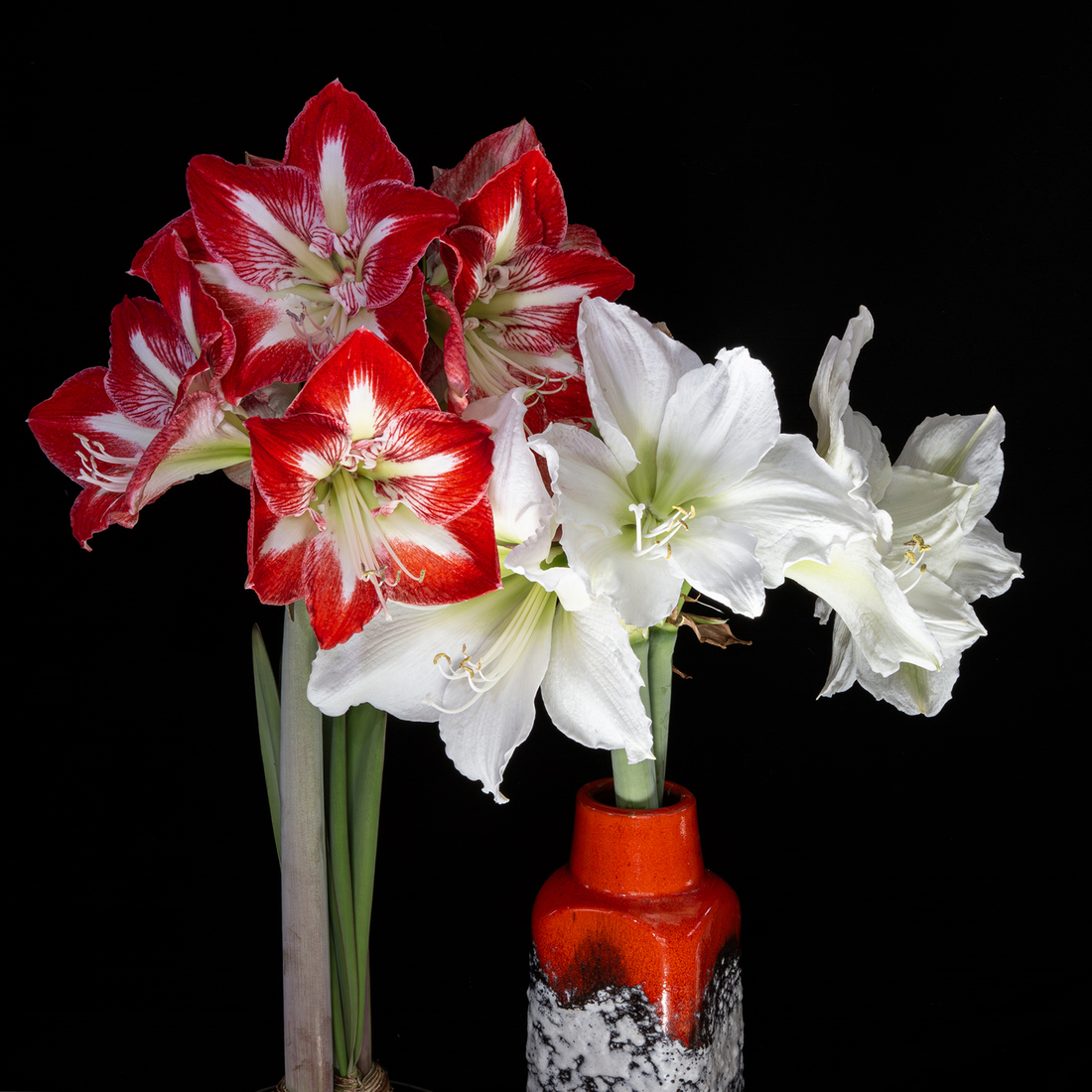 amaryllis