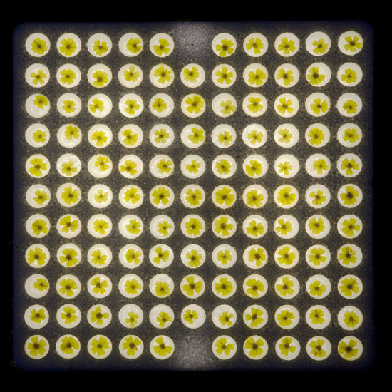 duizendblad geel in tray 9100