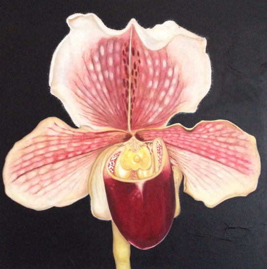 11-Orchidee 