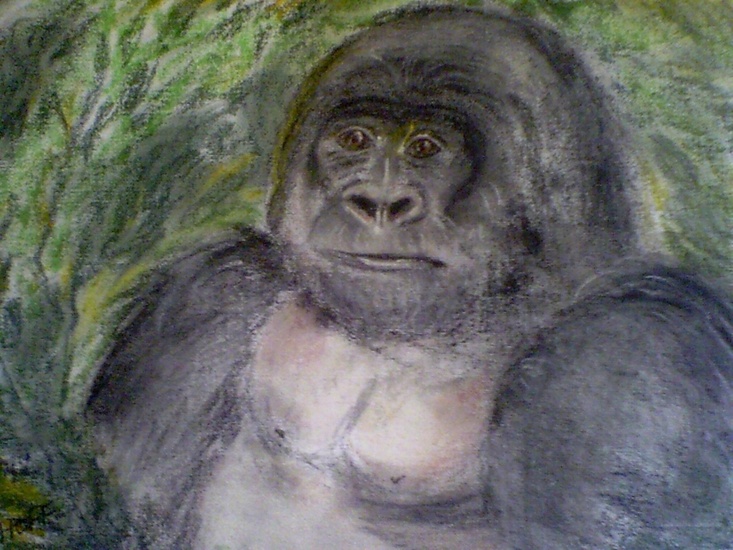 Gorilla named Tam Tam