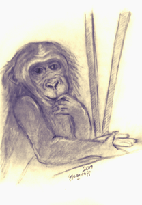 Serie van apen portretten