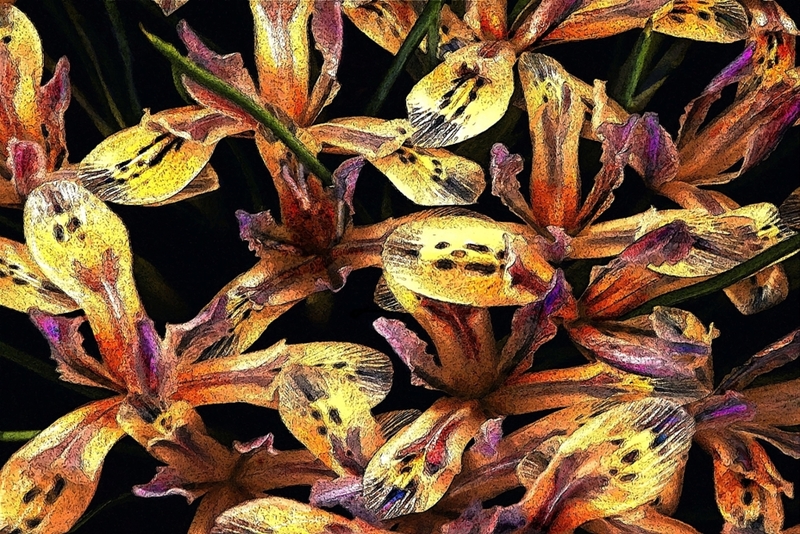 Oranje-Paarse Irissen