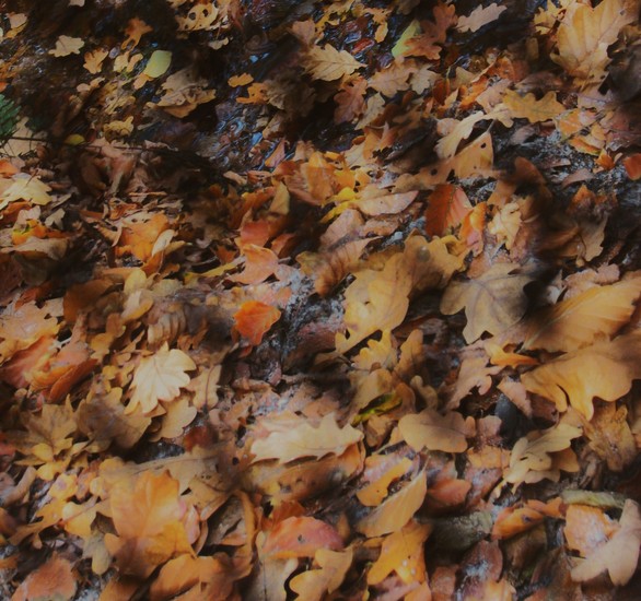 autumn leaves..