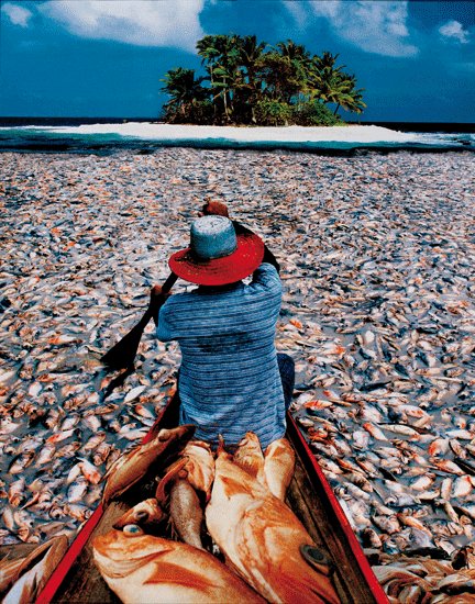 De wonderbaarlijke visvermenigvuldiging