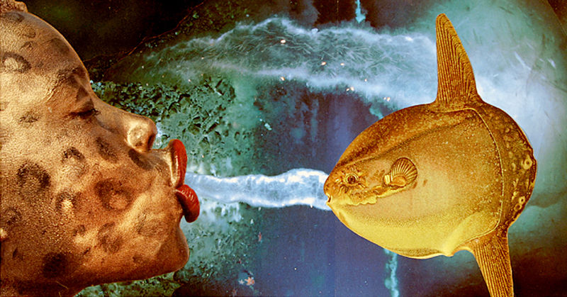 Amazed yellow fish, sucked up by some fleshy red lips