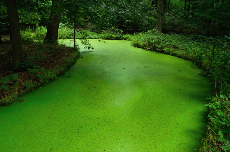 Het Groene Water