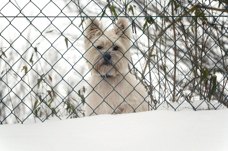 Hondje achter hek