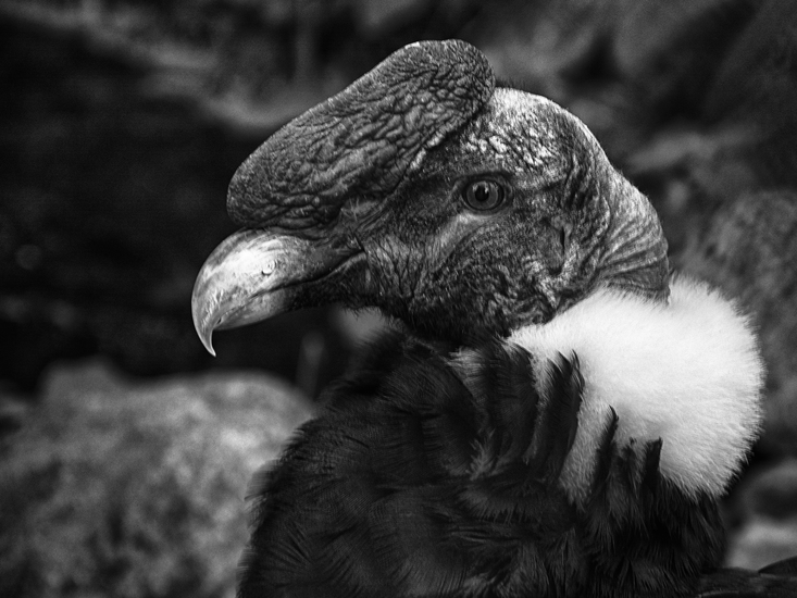 Vultur Gryphus