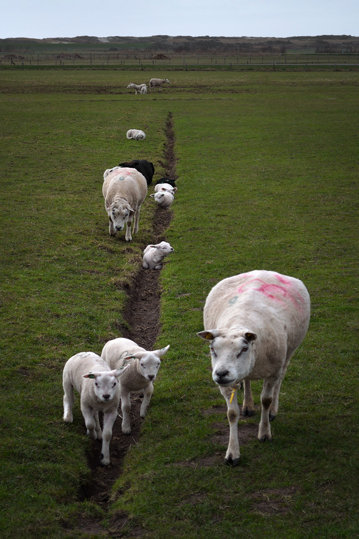 The Sheep of Ameland
