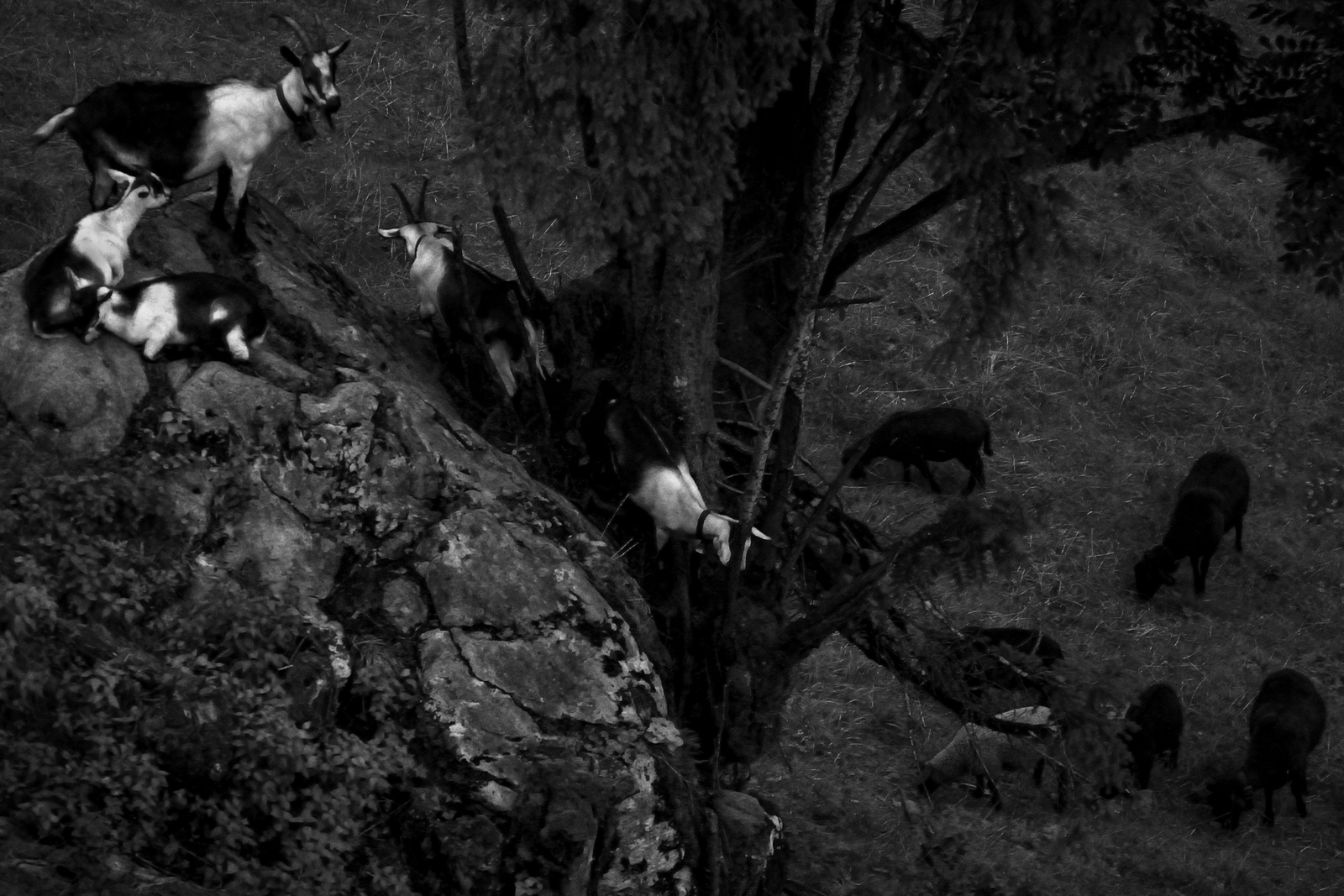 'The Goat and the Sheep'