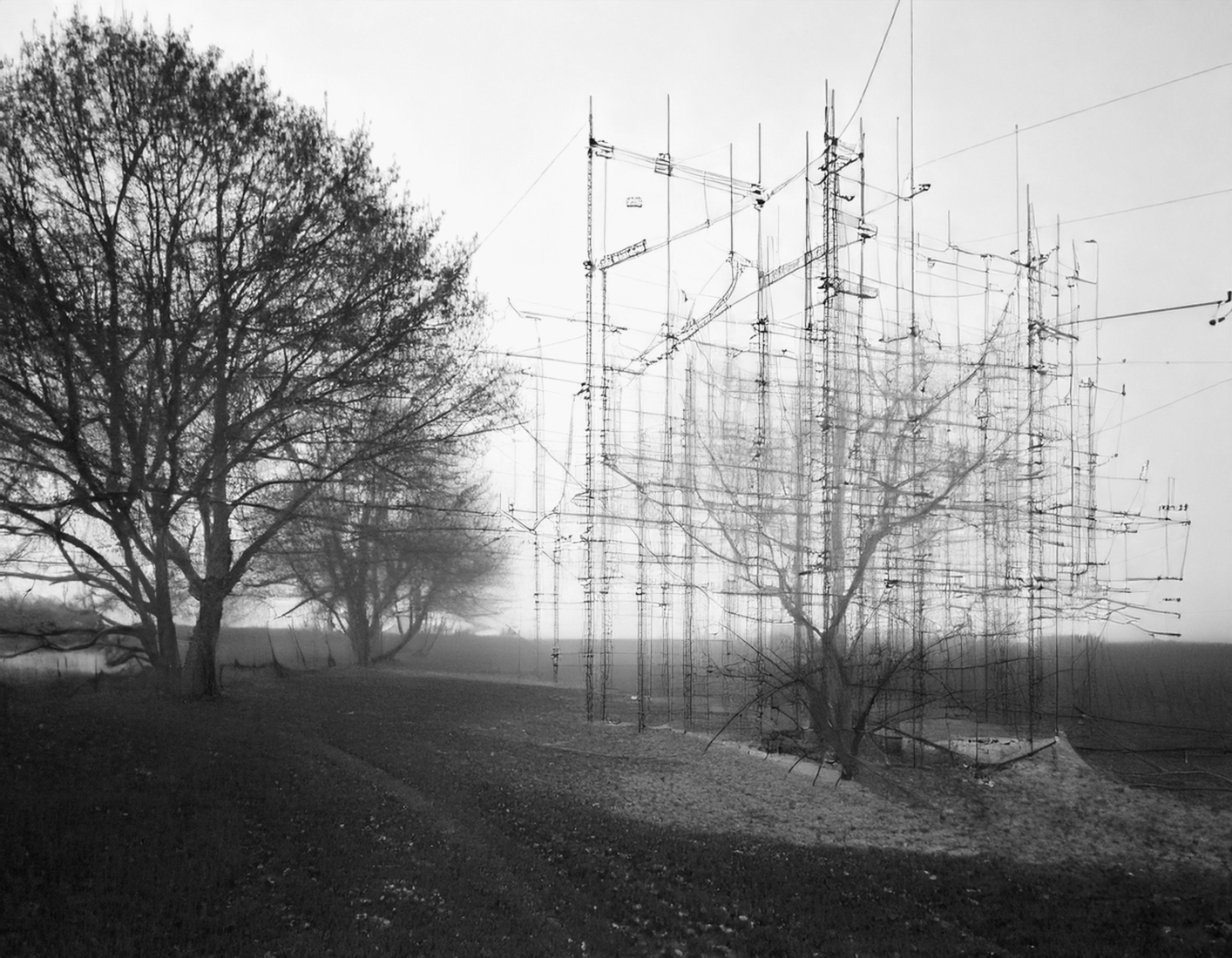 Bomen in Gevaar 4