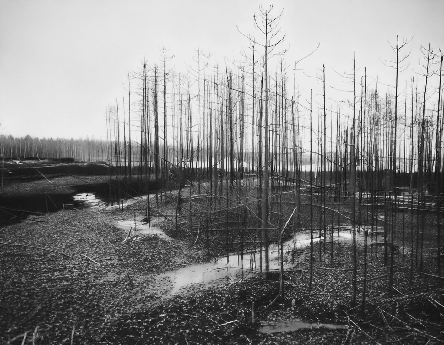 The Trees 55