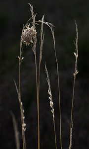 Fotografie van Planten, Bloemen, Grassen enz.