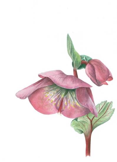 Helleborus