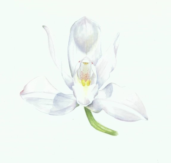 Witte cymbidium orchidee
