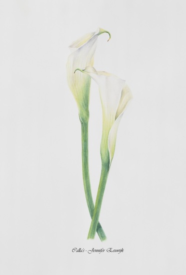 Witte calla's