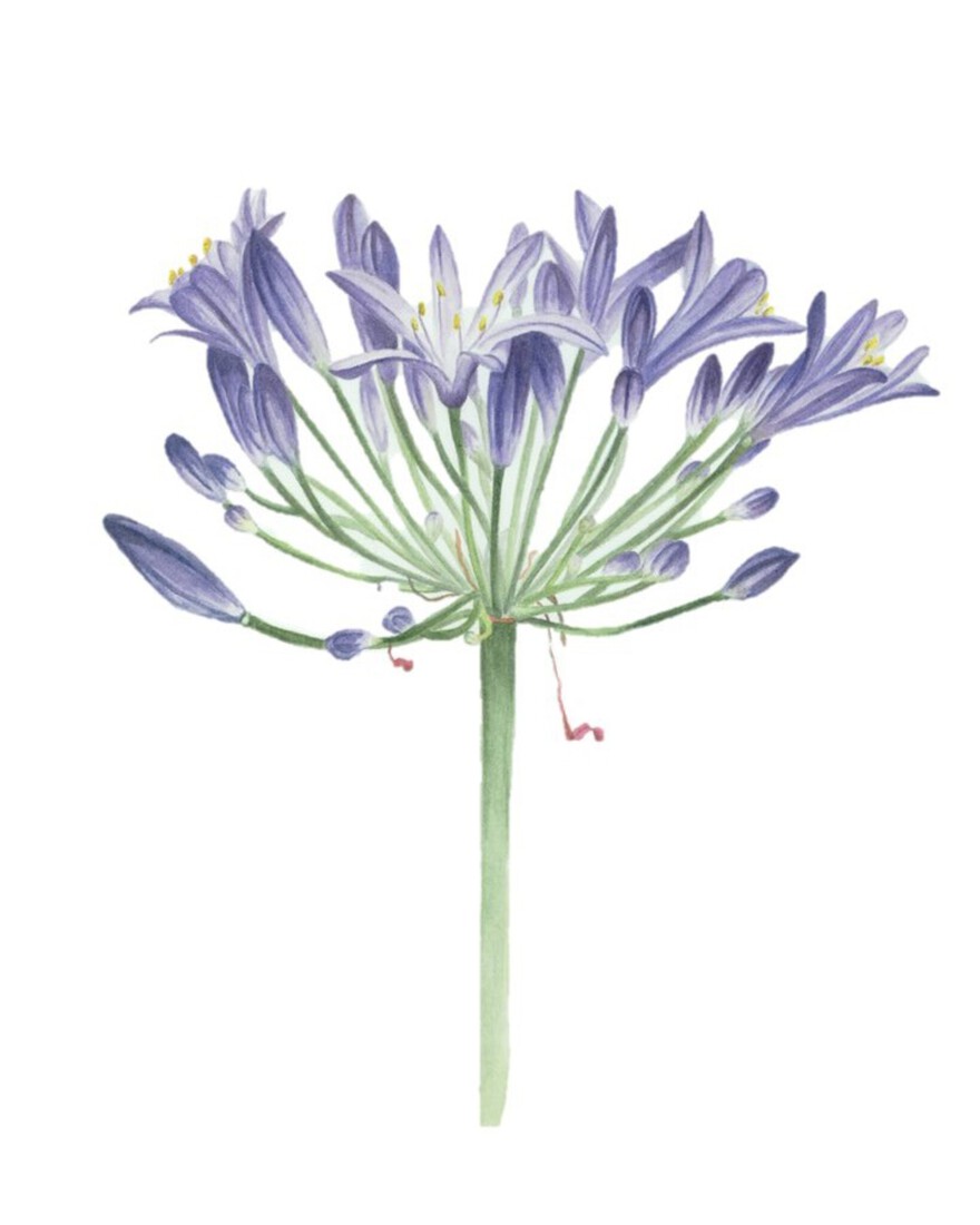 Agapanthus